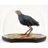 Taxidermy: Grey-Headed Swamphen (Porphyrio poliocephalus), circa mid-late 20th century, a full mount