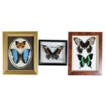 Entomology: Three Framed Tropical Butterflies, circa late 20th century, a small collection of 5