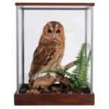 Taxidermy: A Cased Tawny Owl (Strix aluco), circa 2011, by Dave Hornbrook, Taxidermy, Guisborough,