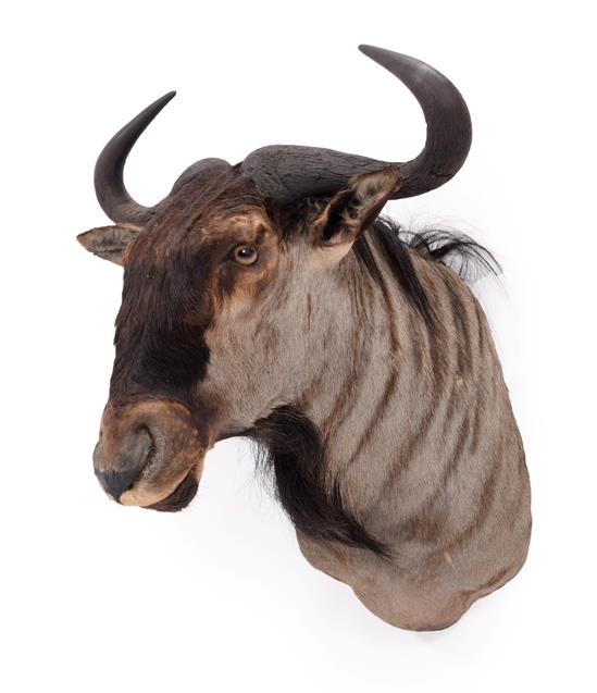 Taxidermy: Blue Wildebeest (Connochaetes taurinus), dated 2003, Mananga, South Africa, a high