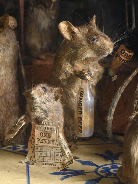 Taxidermy: An Anthropomorphic Mice Diorama titled ''The Band of Hope'', circa mid-late 19th century, - Image 3 of 4