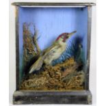 Taxidermy: A Green European Woodpecker & Yellow Canary, circa 1900, a full mount Yellow Canary