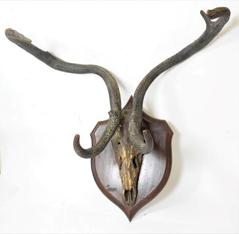 Antlers/Horns: Eld's Deer Antlers (Rucervus eldii), circa 1891-1921, India, by Rowland Ward, - Image 3 of 5