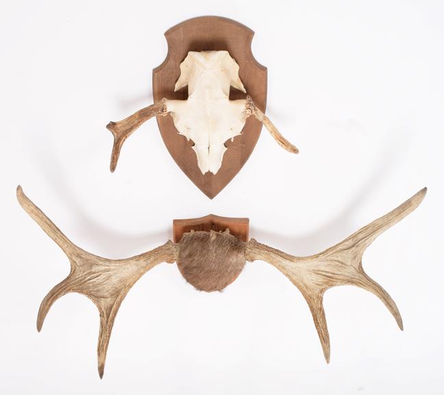 Antlers/Horns: European Moose Antlers (Alces alces), circa late 20th century, a set of young adult - Image 2 of 2