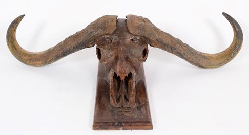 Antlers/Horns: Southern Cape Buffalo (Syncerus caffer), circa 1960, Kigezi District, Uganda, taken - Image 2 of 3