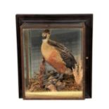 Taxidermy: A Cased Australian Whistling Duck and Widgeon, circa late 20th century, a full mount