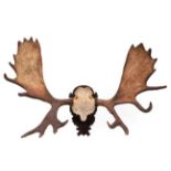 Antlers/Horns: A Large Set of European Moose Antlers (Alces alces), circa late 20th century, a large