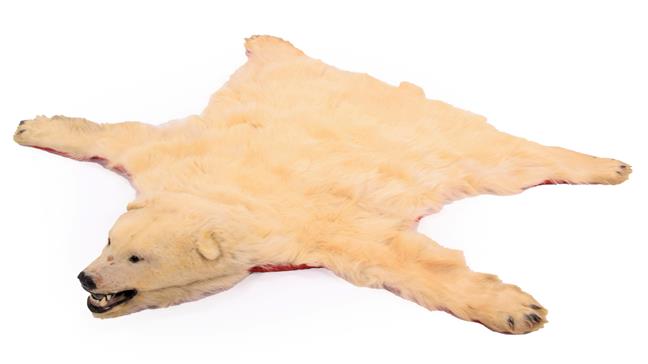 Taxidermy: Polar Bear Skin (Ursus maritimus), circa 1970, Canada, a young adult skin rug with head