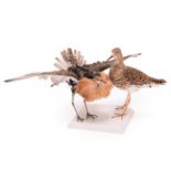 Taxidermy: A Pair of Ruffs (Philomachus pugnax), circa mid-late 20th century, a pair of full mount