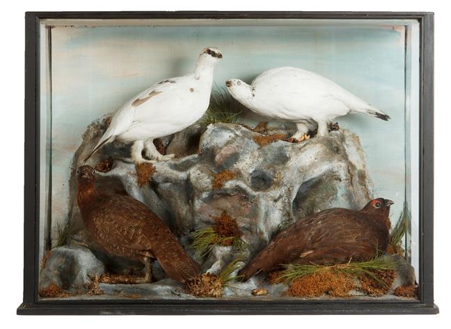 Taxidermy: A Cased Pair of Ptarmigan and Red Grouse (Lagopus muta/ Lagopus lagopus scotica), circa