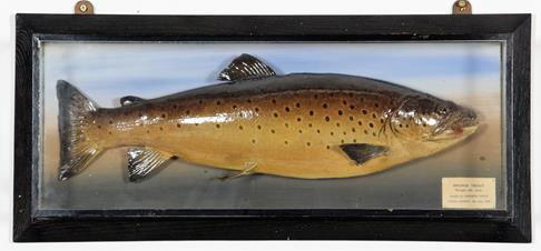 Taxidermy: A Cased Brown Trout (Salmo trutta), dated 09th July 1948, in the manner of P.D. - Image 2 of 3