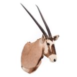 Taxidermy: Gemsbok Oryx (Gazella gazella), dated 2002, Osonjiva, Namibia, high quality adult male