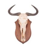 Horns/Hides: A Small Collection of African Hides and Skull, modern, comprising - adult Blue