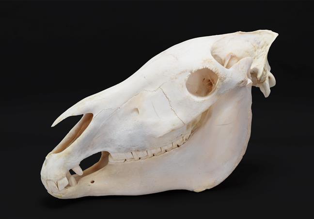 Skulls/Anatomy: Burchell's Zebra Skull (Equus quagga), modern, complete bleached skull, 56cm by 30cm