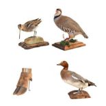 Taxidermy: a collection of countryside game birds, comprising a French Partridge, Common Snipe,