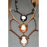 Antlers/Horns: Fallow Deer and Red Deer, adult Fallow buck antlers on faux skull cap, on shield,