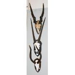 Antlers/Horns: Three African game trophies, comprising Cape Eland horns on frontlet on shield,
