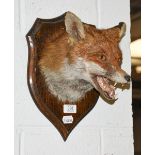 Taxidermy: European Red Fox Mask (Vulpes vulpes), dated 1960, by Rowland Ward, 64/65 Grosvenor