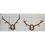 Antlers/Horns: A Pair of Scottish Red Deer antlers (Cervus elaphus), dated 1985 & 2004, a set of
