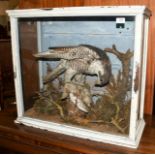 Taxidermy: A Victorian Cased Peregrine Falcon (Falco peregrinus), circa 1887, by G. Vessey,