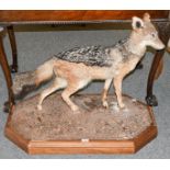 Taxidermy: Black-Backed Jackal (Canis mesomelas), modern, South Africa, a full mount adult in