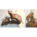 Taxidermy: European Badger & Red Fox Cub, circa late 20th century, a full mount juvenile European