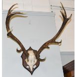 Antlers/Horns: European Red Deer (cervus elaphus) adult stag antlers on frontlet, eleven points (six