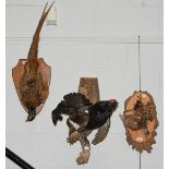 Taxidermy: European Game Birds, circa late 20th century, a full mount adult male Black Grouse,