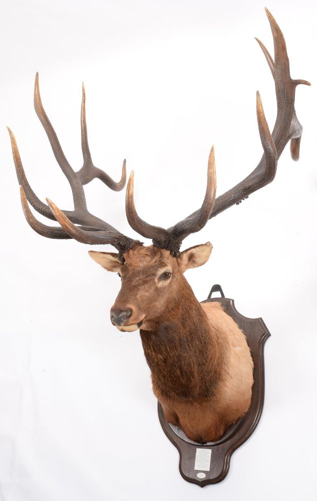 Deer Antlers of The World - The Raymond & Annie Hutchison Collection