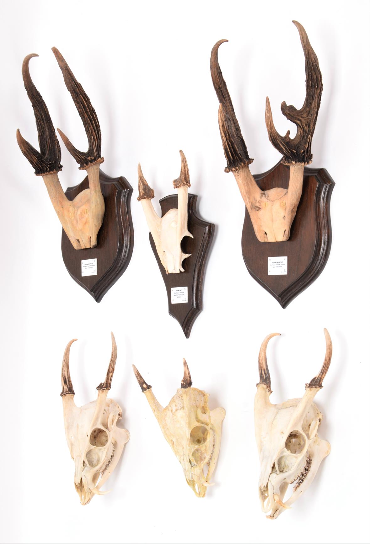 Antlers/Horns: A Collection of Javan & Common Muntjac Deer, two sets of adult male Javan Muntjac