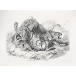 Landseer (Edwin). Engravings of Lions, Tigers, Panthers, Leopards, Dogs, etc., chiefly after the