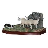 * Border Fine Arts 'Stand Off' (Border Collie and Sheep), model No. B0701 by Ray Ayres, limited