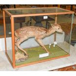 ~ Taxidermy: A cased fallow deer fawn, 62cm by 32cm by 48cm