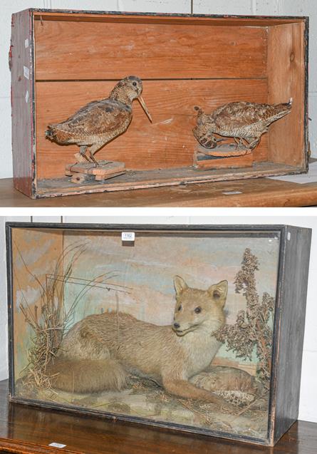 Taxidermy: A Cased Victorian Red Fox (Vulpes vulpes), a full mount adult laid within a natural