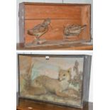 Taxidermy: A Cased Victorian Red Fox (Vulpes vulpes), a full mount adult laid within a natural