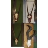 Horns/Skulls: a Collection of African game trophies, circa 1990, South Africa, comprising: three