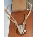 Sika Deer antlers mounted on a mahogany shield