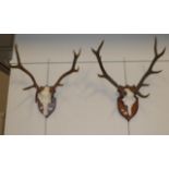 Antlers/Horns: European Red Deer Antlers (Cervus elaphus), circa late 20th century, a set of well