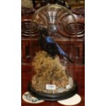 Taxidermy: Asian Fairy-Bluebird (Irena puella), circa early-mid 20th century, full mount adult