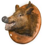 A Taxidermy Boar's Head, 1927, mounted on an oval oak plaque with brass plaque inscribed HALLALI