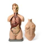 Female Medical Torso constructed in plaster with removable front section covering removable internal