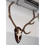 Antlers/Horns: European Red Deer (Cervus elaphus) circa late 20th century, adult stag antlers on cut