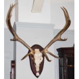 Antlers/Horns: European Red Deer (Cervus elaphus), circa late 20th century, adult stag antlers on