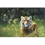 David Shepherd CBE, FRSA, FGRA (1931 -2017) ''Cool Tiger'' Signed, oil on canvas, 9cm by 29cm