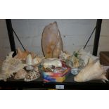 Collection of tropical sea shells