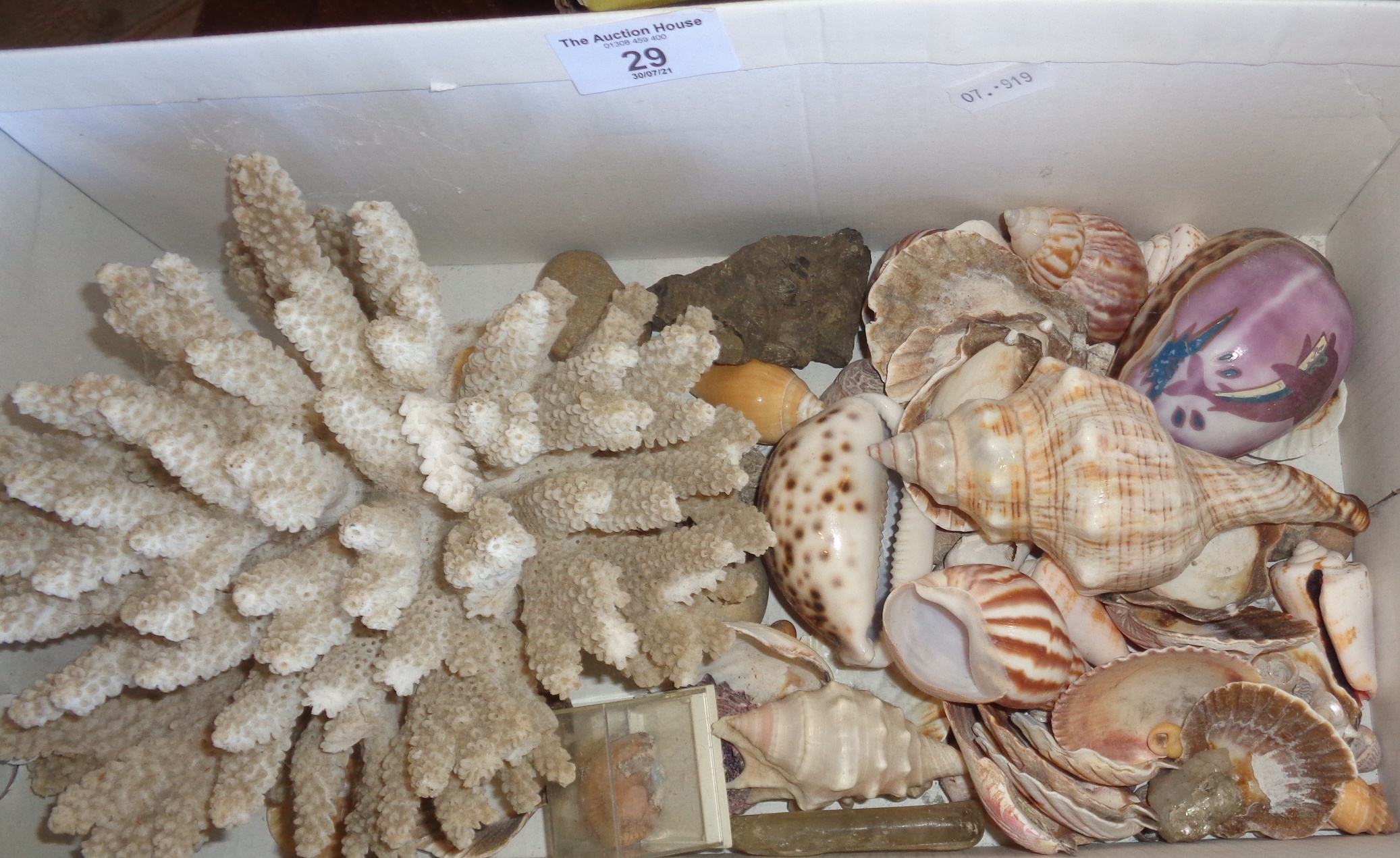 Miscellaneous tropical shells