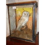 Taxidermy: Victorian barn owl in case