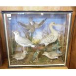 Victorian taxidermy cased display of 7 various birds with back drop