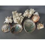 Conchology - A collection of shells, one with carved cameo decoration, and coral samples.