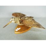 Taxidermy - A Common Snipe (Gallinago gallinago), mounted to oval plaque in flying pose.